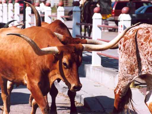 Fort Worth Stockyards