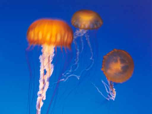 Monterey Bay Aquarium