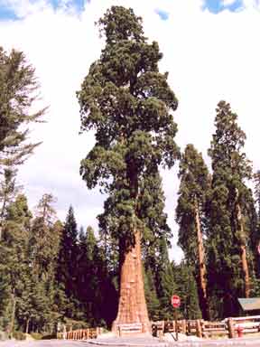 Sequoia in Sequoia NP