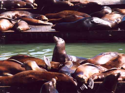 Zeeleeuwen op Pier 39