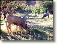 Deer in an orchard in Capitol Reef NP