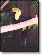 Toekan in het Dallas World Aquarium