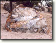Petrified tree in the Escalante Petrified Forest