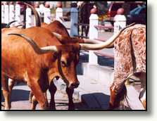 Koeien worden door de straten van Fort Worth gejaagd