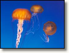 Kwallen in het Monterey Bay Aquarium