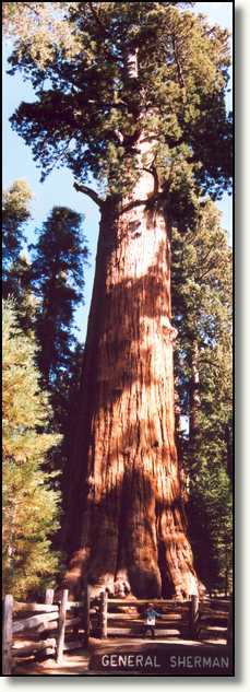 General Sherman Sequoia
