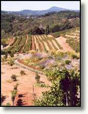 Benziger wijnboerderij in de Sonoma vallei