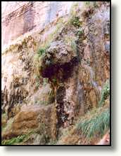 Hangende tuinen in Zion National Park